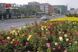 月季品种大揭秘：哪种Zui适合城市道路绿化？