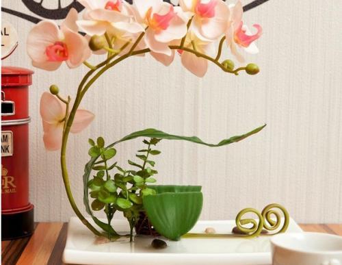 鹤望兰摆放在家中，风水寓意吉祥