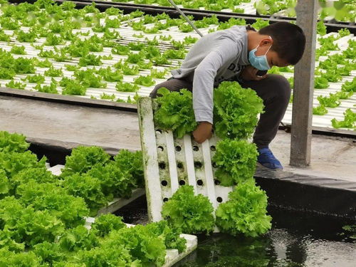 如何将传统种植的蔬菜转型为水培种植