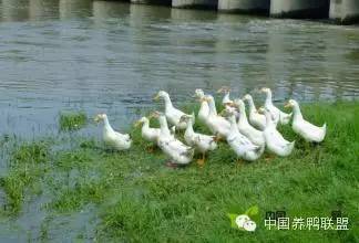 为什么养殖业不用骨粉来养鸡，而养鸭、鹅等家禽效果更好？