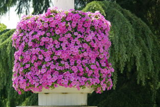 矮牵牛：夏日里的阳光使者