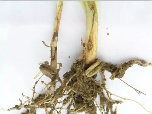 精甲咯菌腈：不止防治纹枯病