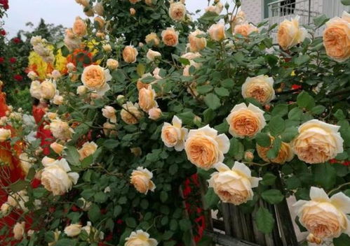 安吉拉：惊艳开花， 四季常开