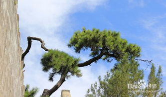 播种小技巧， 新手也嫩轻松上手