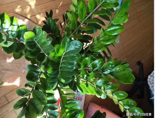 琴叶榕叶子大量脱落怎么办？有哪些有效的应对措施可以挽救