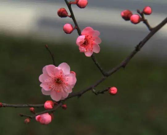 榆叶梅是梅花吗？看完这篇你就知道啦
