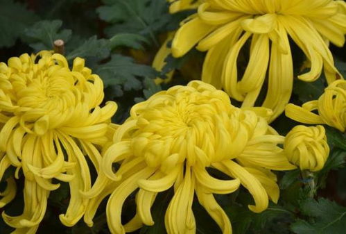 菊香财源旺，菊韵富路通