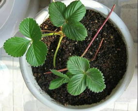 草莓不同生长阶段的浇水频率