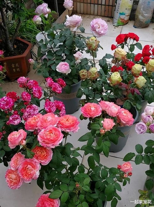 月季花开花多，施肥是关键！