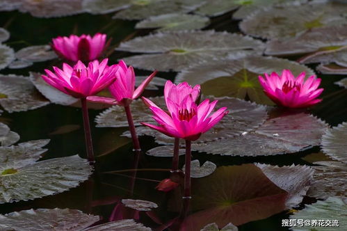 闭合会影响开花吗？