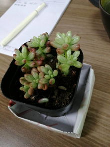 多肉掉瓣了咋办呢？