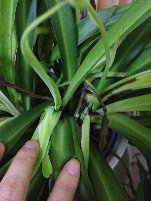 “如何拯救枯萎的绿植叶片？”