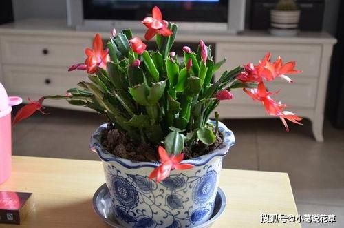 蟹爪兰怎么养？修剪技巧有哪些