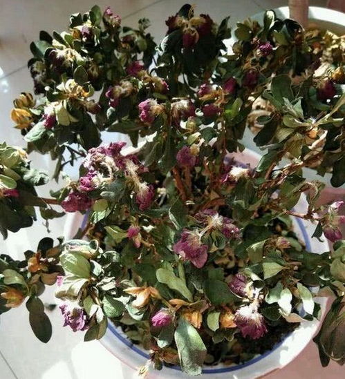 “杜鹃花蕾枯萎揭秘：强光肥害双重危机！”