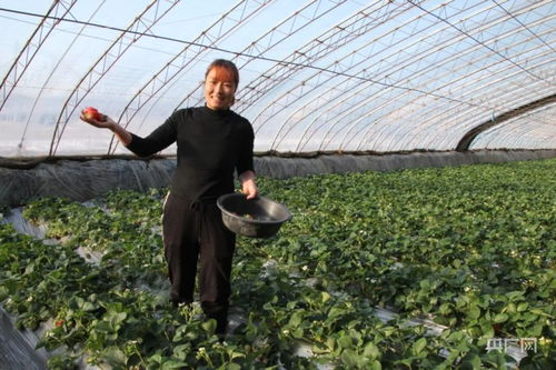 草莓种植过程中如何正确养护，才能保证草莓健康生长并提高产量