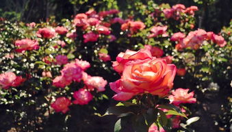 室外月季花冬季保温小秘诀