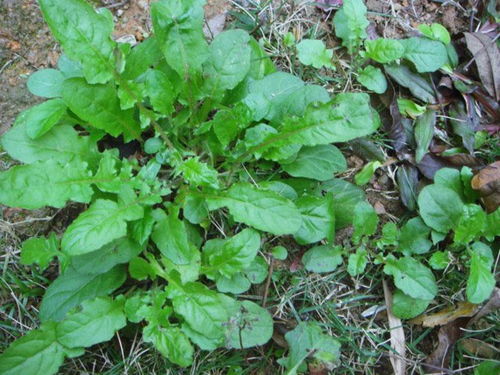 如何避免误区实现全年采收？