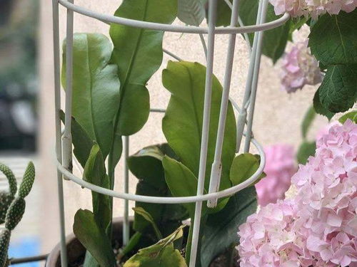 昙花能否通过扦插繁殖成功？