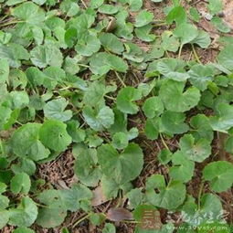 马蹄专用除草剂