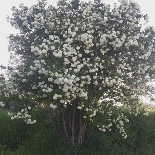 山荆子：兼具观赏与实用