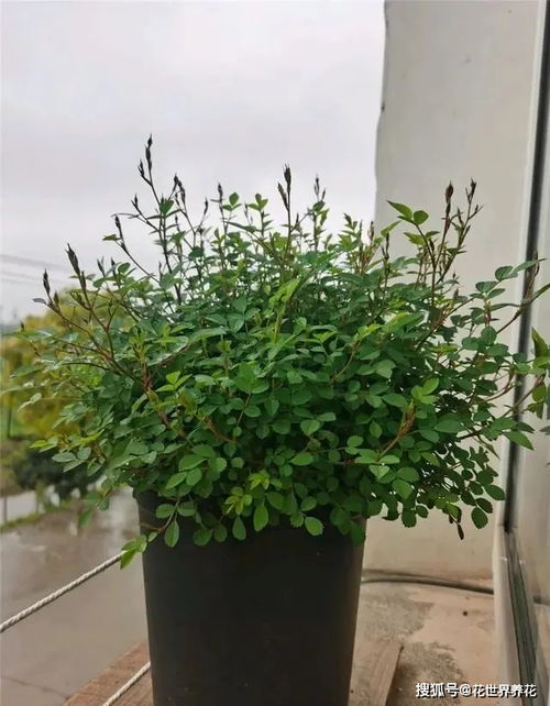 二、修剪：让月季花“长胖”