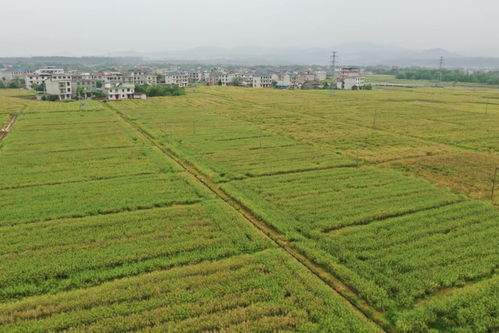 中国油菜种植面积大，除草剂市场情况如何？
