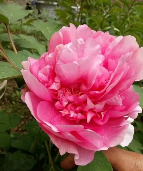 牡丹花的种植与养护