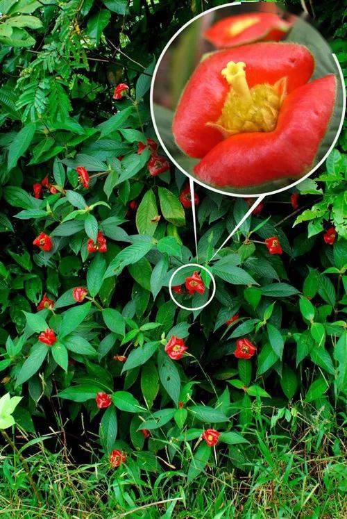 授粉环节的生死时速