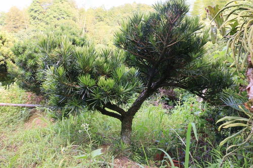 昆明植物园：罗汉松的家园