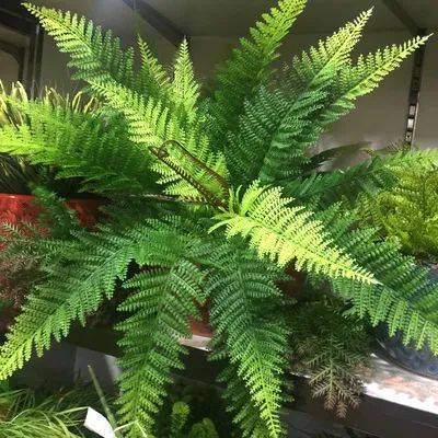 一、 季节篇：雪松的“洗澡”时间表