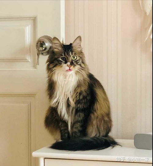 挪威森林猫市场价昂贵，如何科学养护