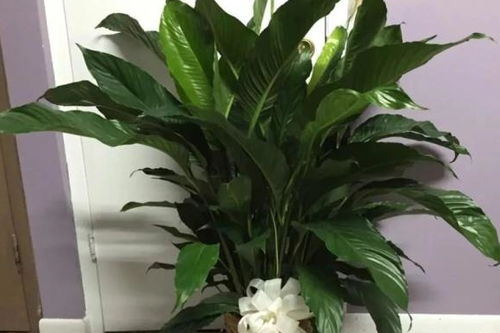 叶子发黄的原因大揭秘