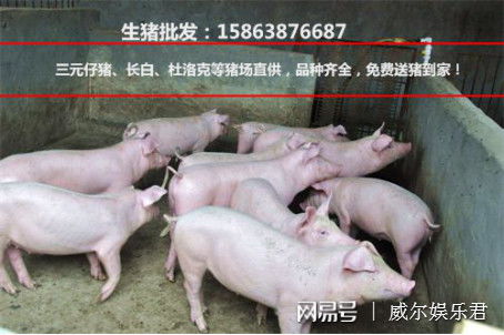 今日毛猪行情预测，全国毛猪涨跌表显示，生猪行情分析后请问具体哪些地区毛猪价格将上涨？
