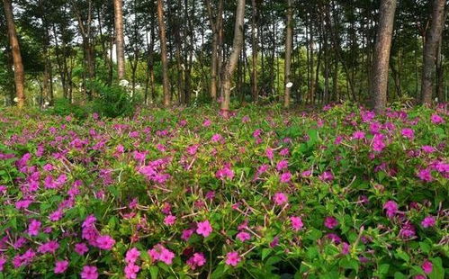 路边小红球球的奇妙之旅