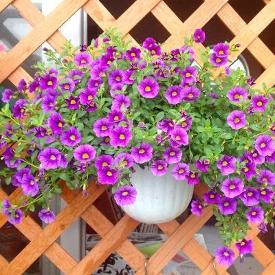 二、平安第一，选花谨慎