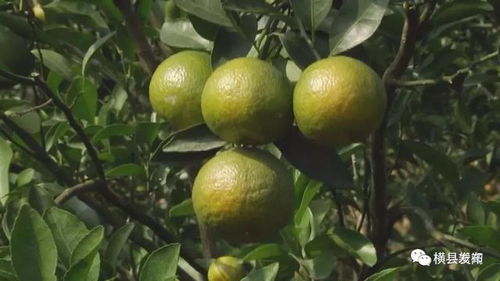 青皮橘油，真的Neng提升农药利用率吗？