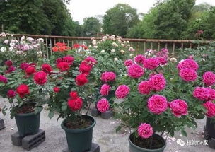 夏天月季一天浇几次水Zui合适？