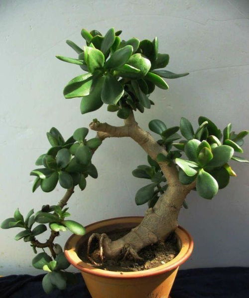 玉树的生命力与肥料的关系