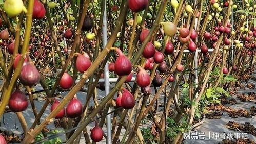 想种无花果？这份无花果种植技术