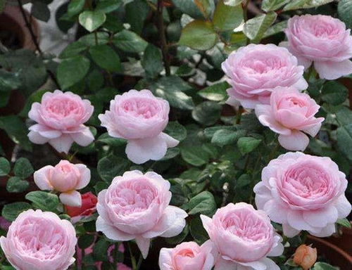 幸运女神月季的优缺点