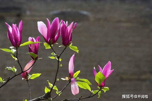 “枯萎花重焕新生，一刀剪技延寿20年！”