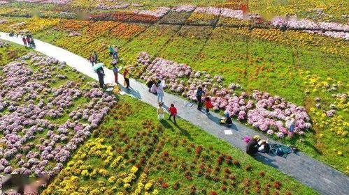 李sj指导， 花农笑开颜