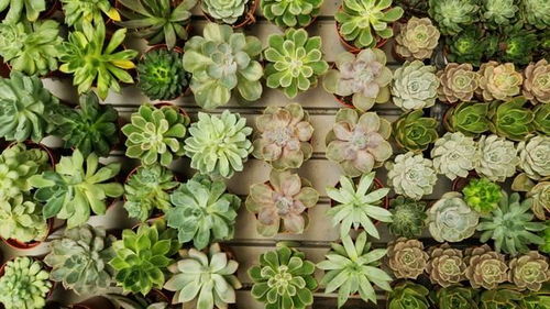 多肉种子处理与种植：提高发芽率的秘密