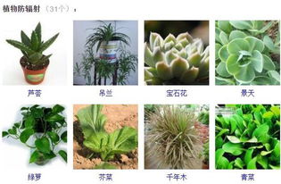 薄荷的神奇之处