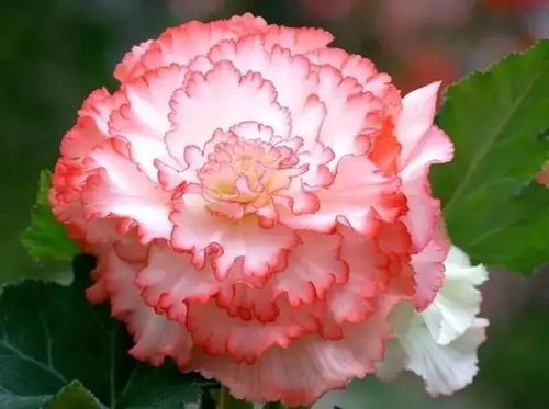 冬季养护：球根海棠的浇水注意事项