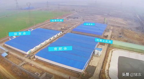 精细化管理养猪场，降本增效新路径