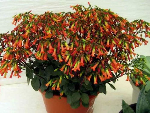 品种清单，你值得拥有