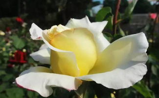 第一步：修剪枯萎枝叶