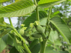 核桃树开花时防治病虫害的小窍门