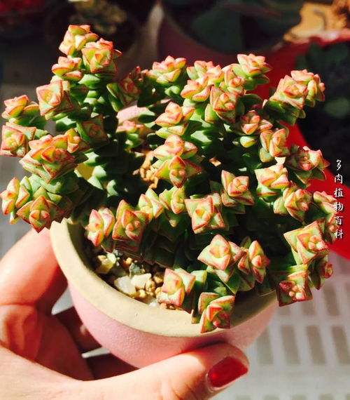 红粉台阁白凤易出爆品，爆款花卉新宠